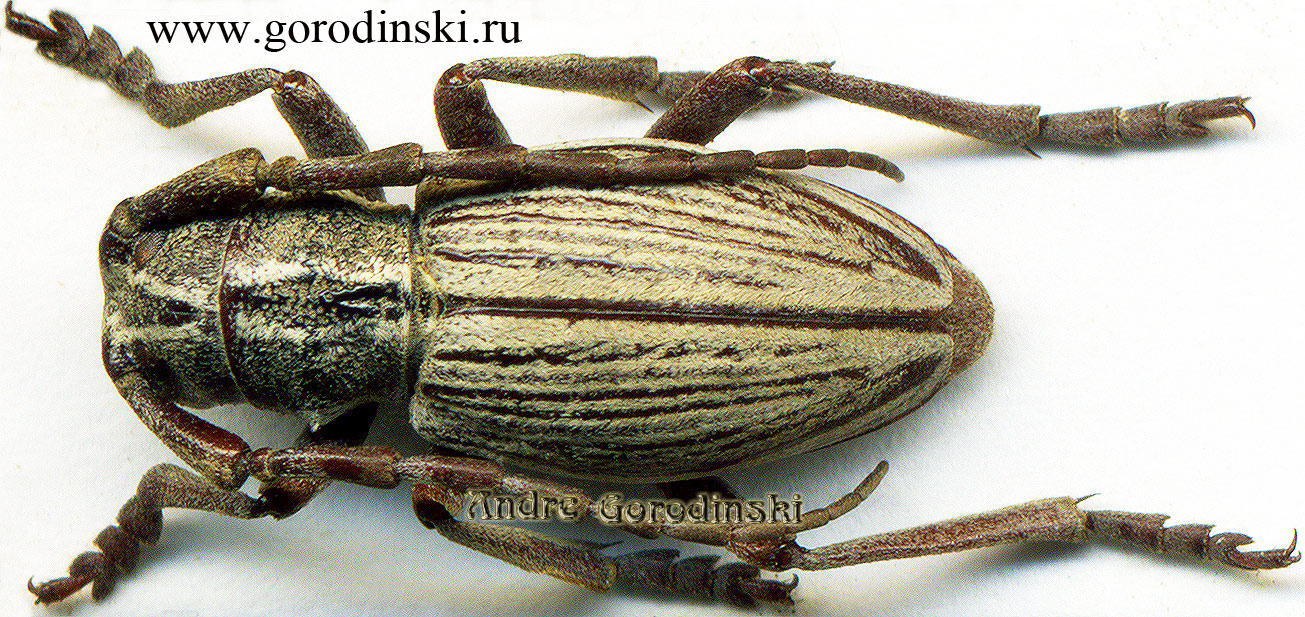 http://www.gorodinski.ru/cerambyx/Eodorcadion shanxiense.jpg